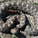 Illustration for article titled A deadly fungus could wipe out these rattlesnakes for good